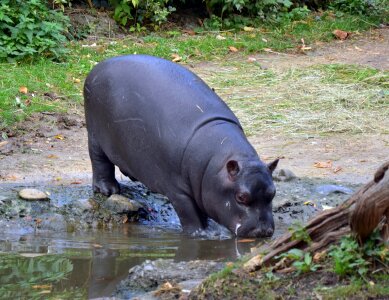 Hippopotamus walking on river bank photo
