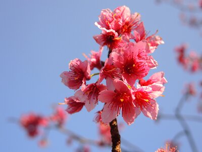 Cherry blossoms flower pink