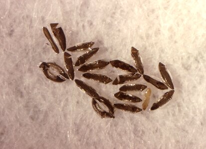 Female mosquito twenty