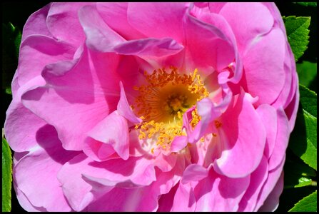 Rosa corymbifera pink flower photo
