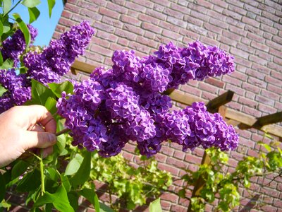 Bloom lilac 