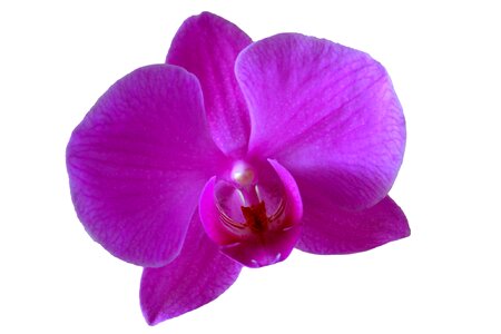Purple purple flower close up photo