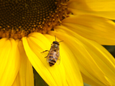 Close Up of Bee on Yellow Blooming Sunflower photo
