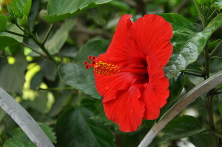 Hibiscus
