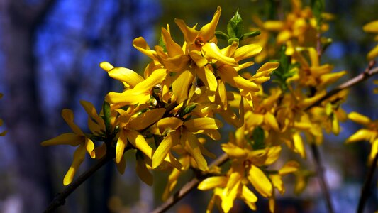 Spring flower sunshine