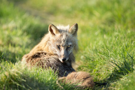 Red fox lying in the grass-1