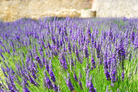 Agriculture aroma beautiful flowers photo