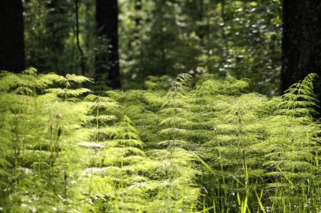Greenery leaves outside