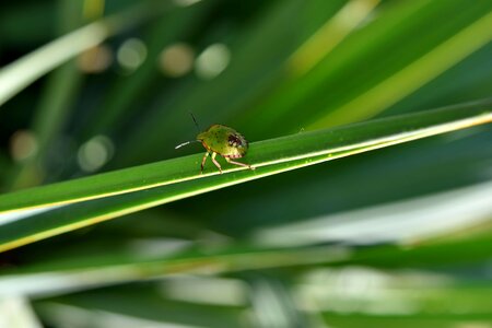 Beetle green arthropod photo