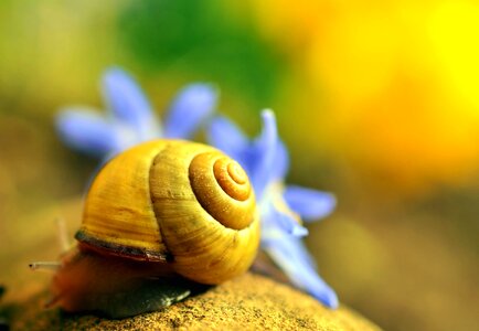 Animal fauna nature