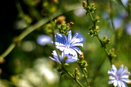 Beautiful Flowers bloom blooming photo