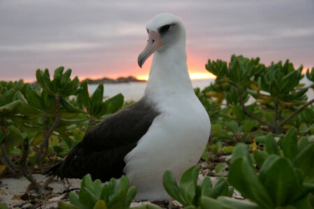 Laysan albatross at sunset photo