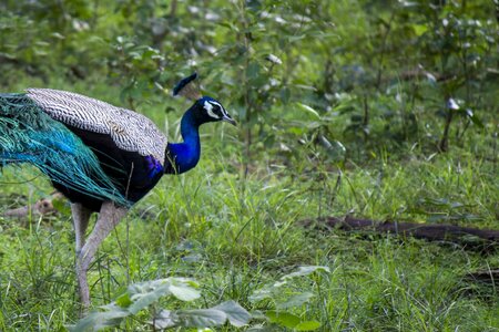 Male plumage jungle