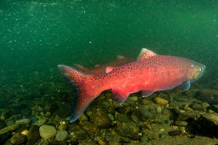 Chinook salmon migrating-2