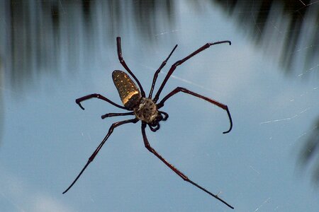Tropics arachne insect