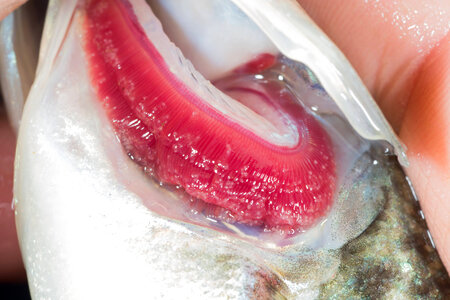 Monitoring the gills of fish host during infestation-3