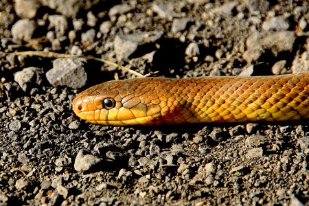 Non toxic snakes species