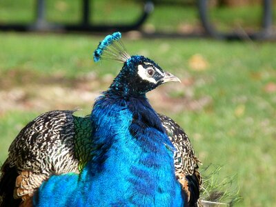 Animal bird blue
