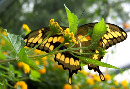 Summer insect wings