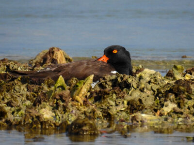 American oystercatcher
