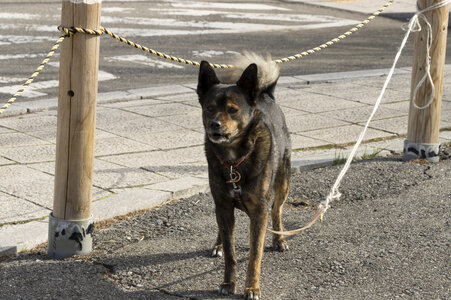 2 Dog