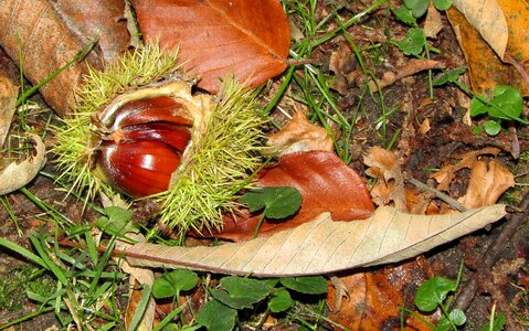 Chestnuts autumn nature photo