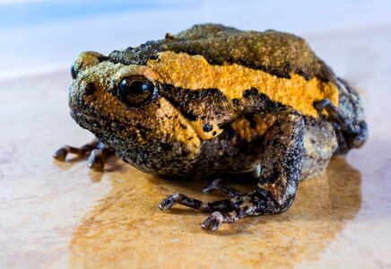 Anuran frog amphibians photo