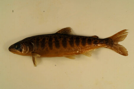 Oncorhynchus tshawytscha