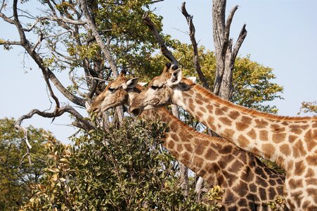 Spotted wild animal wilderness