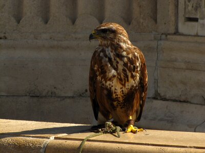 Bird falcon places of interest