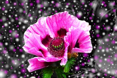 Bloom pink flower