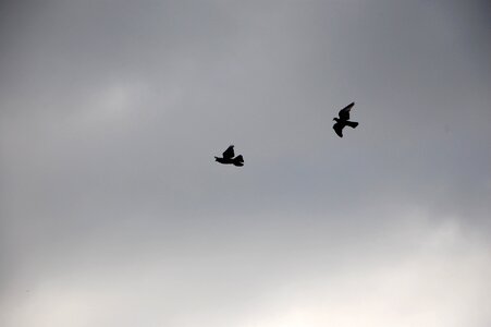 Bird pigeon nature