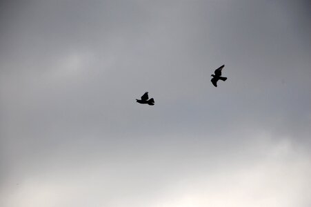 Bird pigeon nature photo