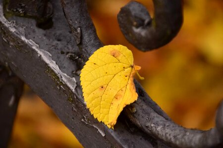 Autumn autumn season daylight