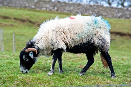 Sheep animals farm photo