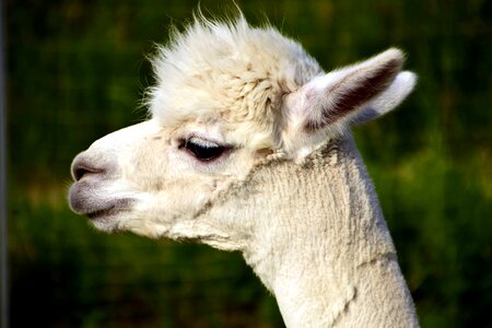 Alpaca animal beautiful photo