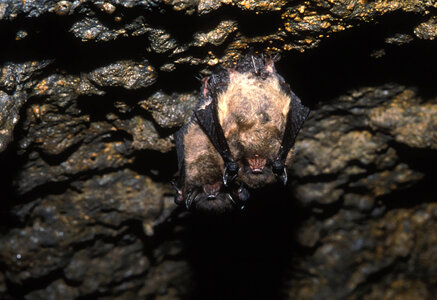 Little brown bats photo