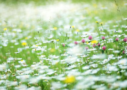 White flowers in the field photo