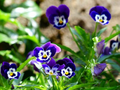 Bloom blue violet
