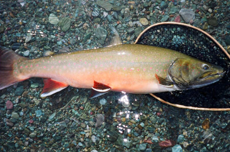 Bull Trout-7 photo