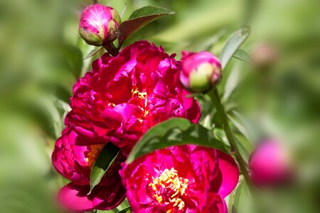 Flower bud nature
