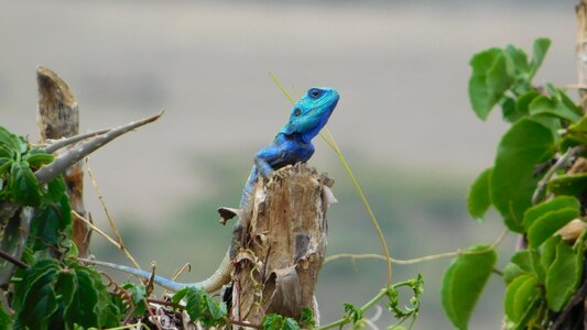 Lizard bleu lizard look photo