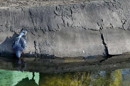 Drinking pigeon pond photo