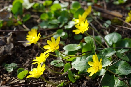 Bloom yellow ficaria verna