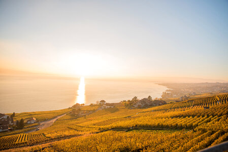 Vineyard View at Sunset