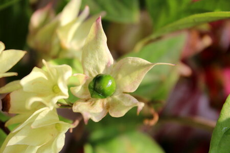 Wild Flower