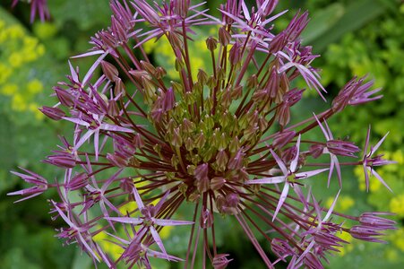 Flower nature garden