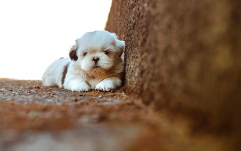 Adorable animal canine