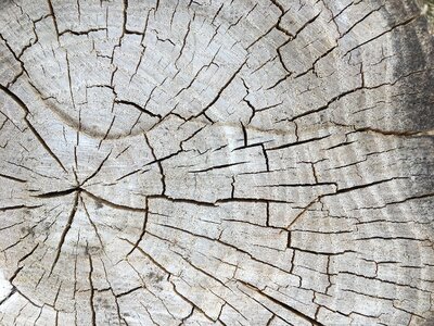 tree cracks