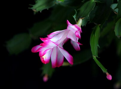 Flora pink white photo